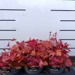 Heuchera hybridná (Heuchera hybrida) ´FOREVER RED´ - výška 25-35 cm, kont. C2L